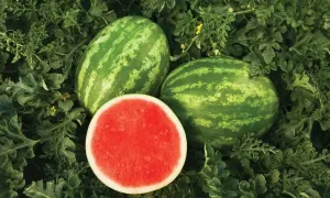 Sweet Dawn Watermelon (Not Treated)