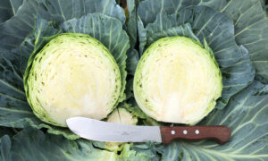 Swingma RZ Cabbage (Treated Seed)