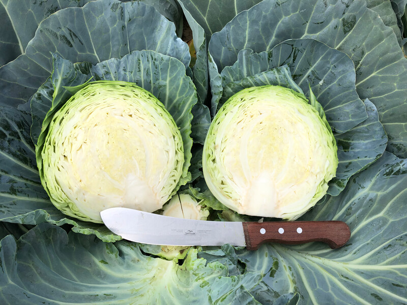 Swingma RZ Cabbage (Treated Seed)