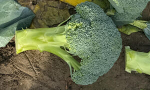 Triple Play Broccoli (Treated Seed)