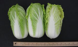 T-006 Mini Napa Cabbage (Treated Seed)