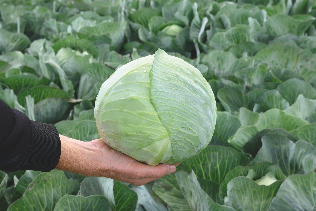 Affection Cabbage (Treated Seed) - Image 2