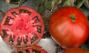 Black Angel Tomato (Not Treated)