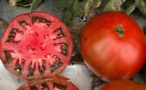 Black Angel Tomato (Not Treated)