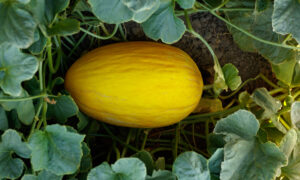 Premier Melon (Not Treated)