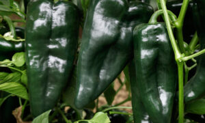 Sargento Pepper (Not Treated)