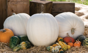 Polar Bear Pumpkin (Treated Seed)