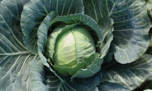 Primo Vantage Cabbage (Not Treated)