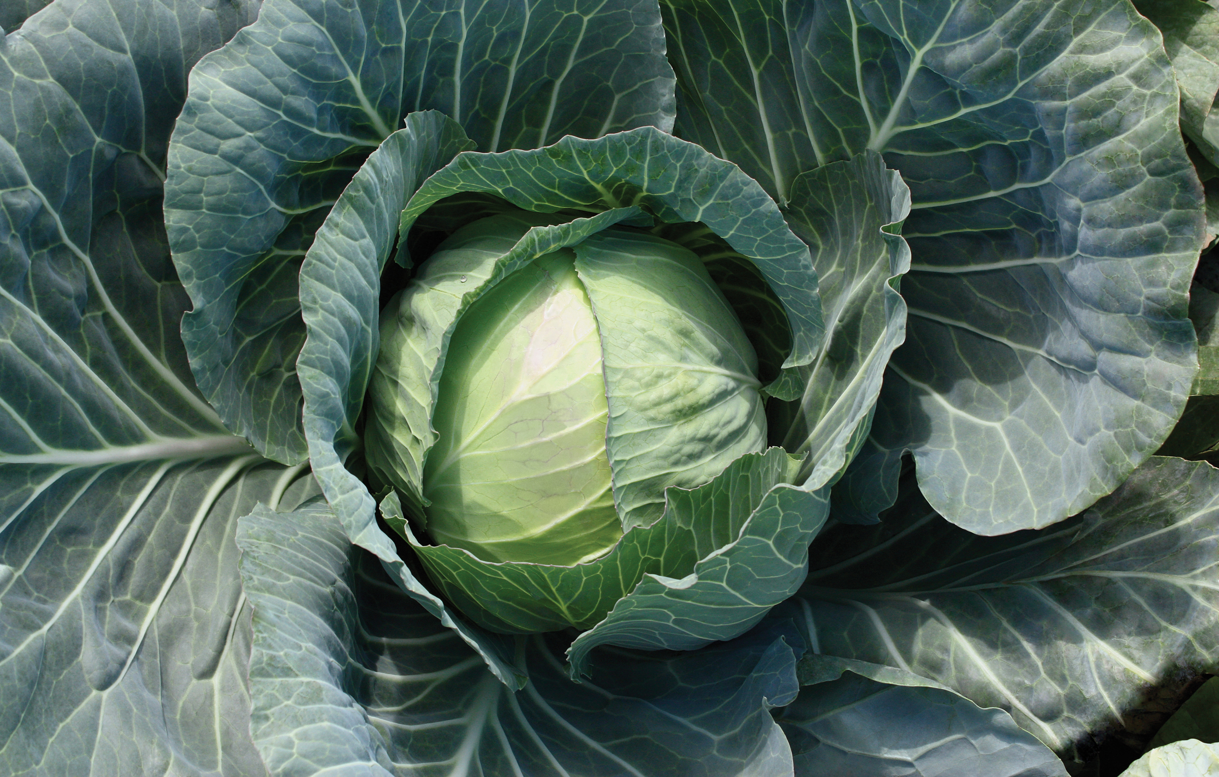 Primo Vantage Cabbage (Not Treated)