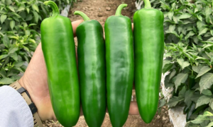 Unicron Pepper (Treated Seed)