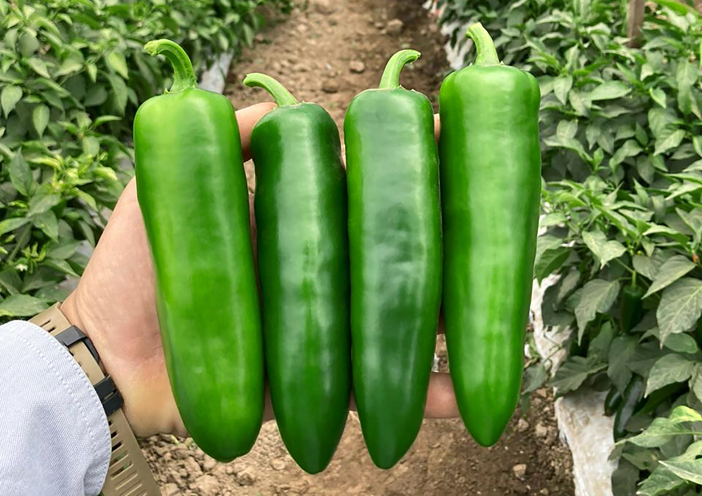 Unicron Pepper (Treated Seed)