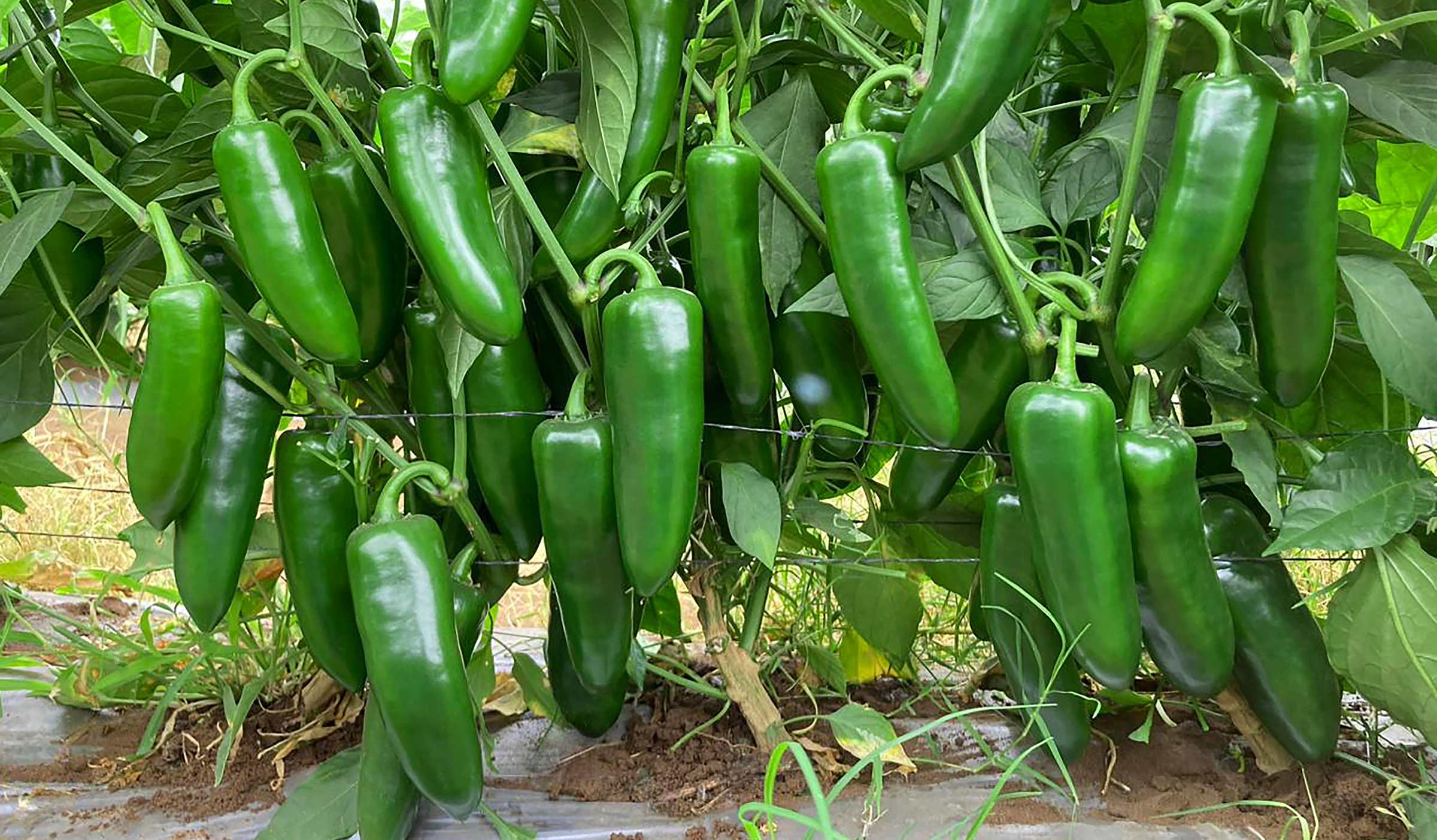 Unicron Pepper (Treated Seed) - Image 2