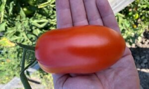 Zenzei Tomato (Treated Seed)