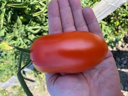 Zenzei Tomato (Treated Seed)