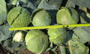 Affection Cabbage (Treated Seed)