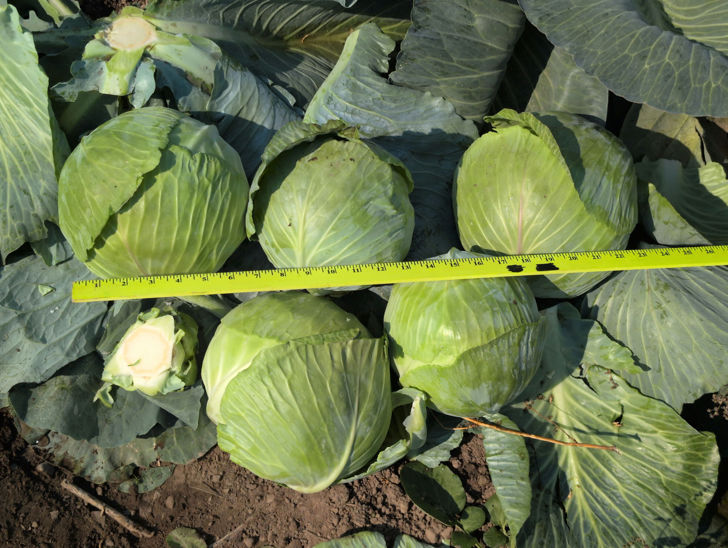 Affection Cabbage (Treated Seed)