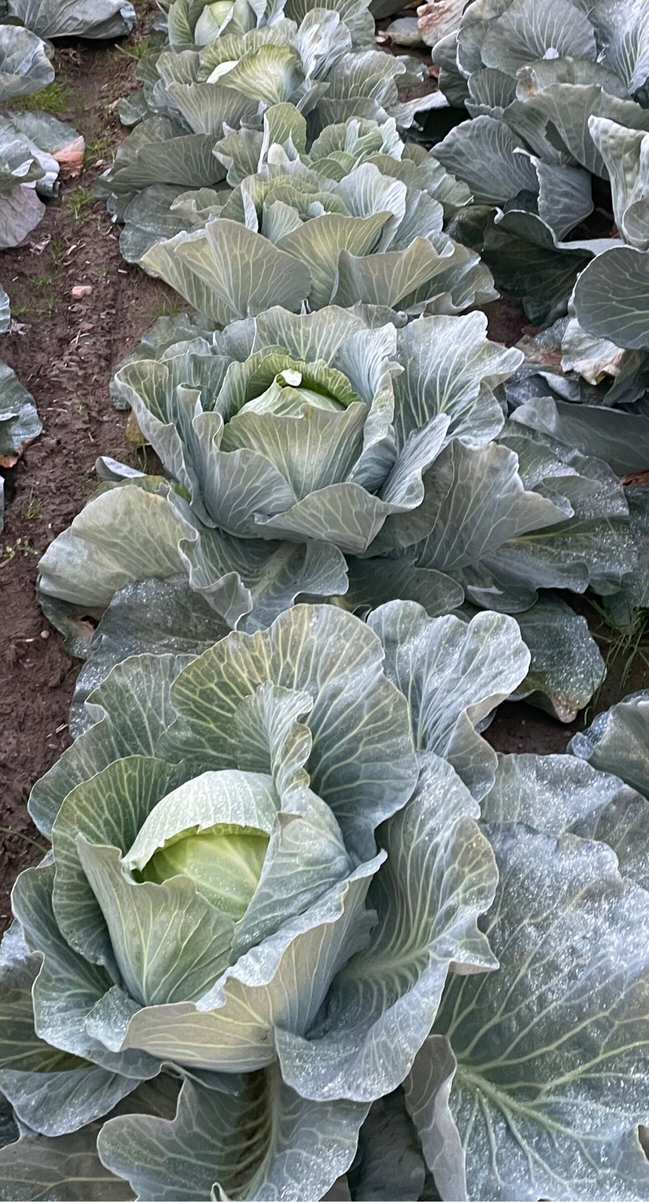 Affection Cabbage (Treated Seed) - Image 3