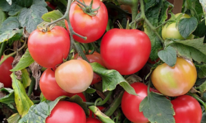 Ferrari (STM2488) Tomato (Not Treated)