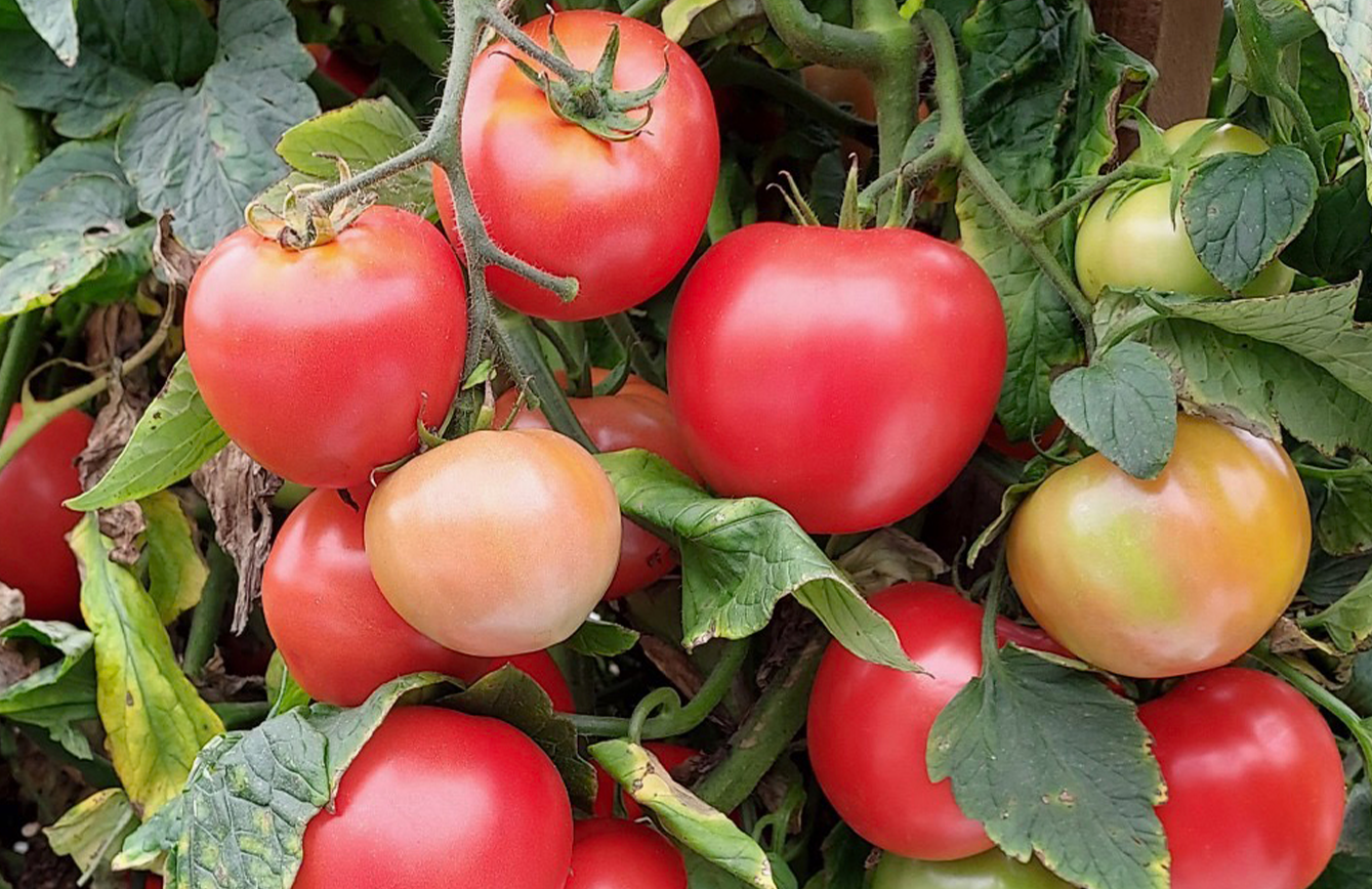 Ferrari (STM2488) Tomato (Pelleted)