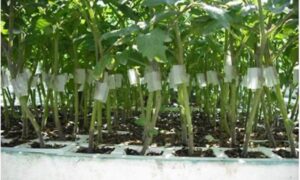 Fortius Rootstock Tomato (Not Treated)