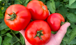 GTO Tomato (STM 9745) (Not Treated)