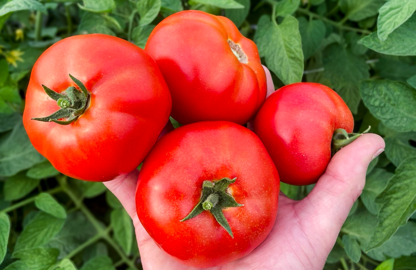 GTO Tomato (STM 9745) (Pelleted)