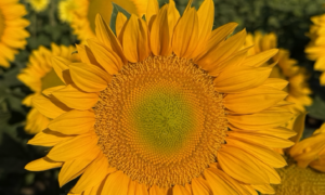 Procut Gold Lite DMR Sunflower (Not Treated)