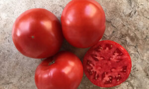 Laguna Red Tomato (Not Treated)