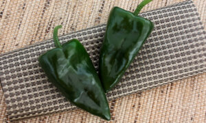 Trident Pepper (Not Treated)