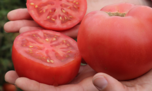 Pink Gal Tomato (Not Treated)