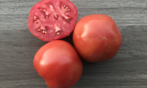 Rubee Goddess Tomato (Treated Seed)