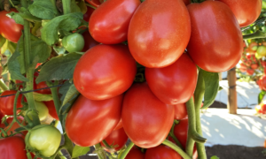 Inca Tomato (Not Treated)