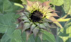 SunFill® Purple Sunflower (Not Treated)