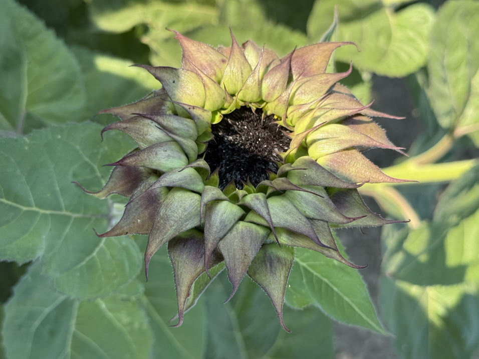 SunFill® Purple Sunflower (Not Treated)