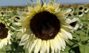 Procut® White Nite Sunflower (Not Treated)