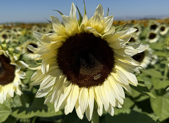 Procut® White Nite Sunflower (Not Treated)
