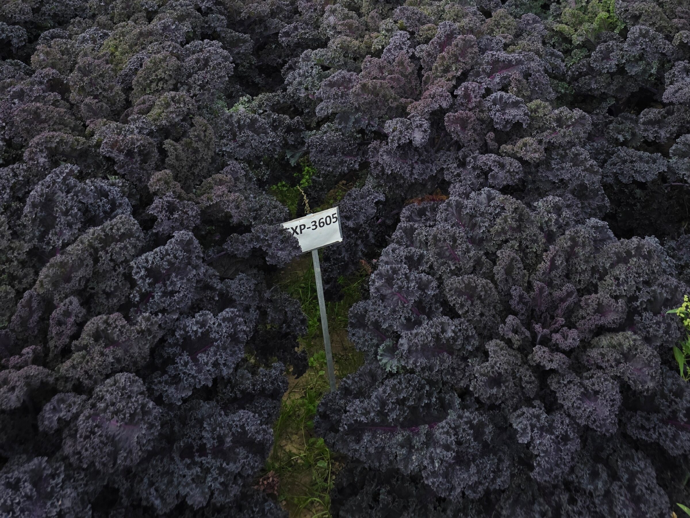 Rubybor Kale (Not Treated) - Image 3