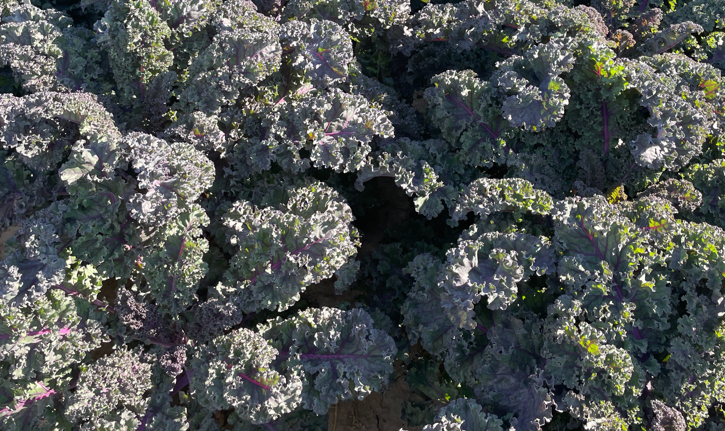 Rubybor Kale (Not Treated)