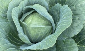 Blue Marino Cabbage (Treated Seed)