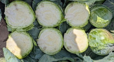 Applause Cabbage (Treated Seed) - Image 2