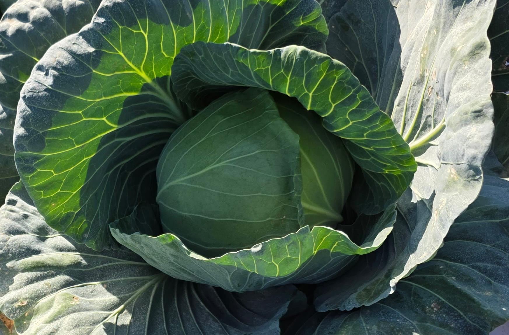 Applause Cabbage (Treated Seed) - Image 3