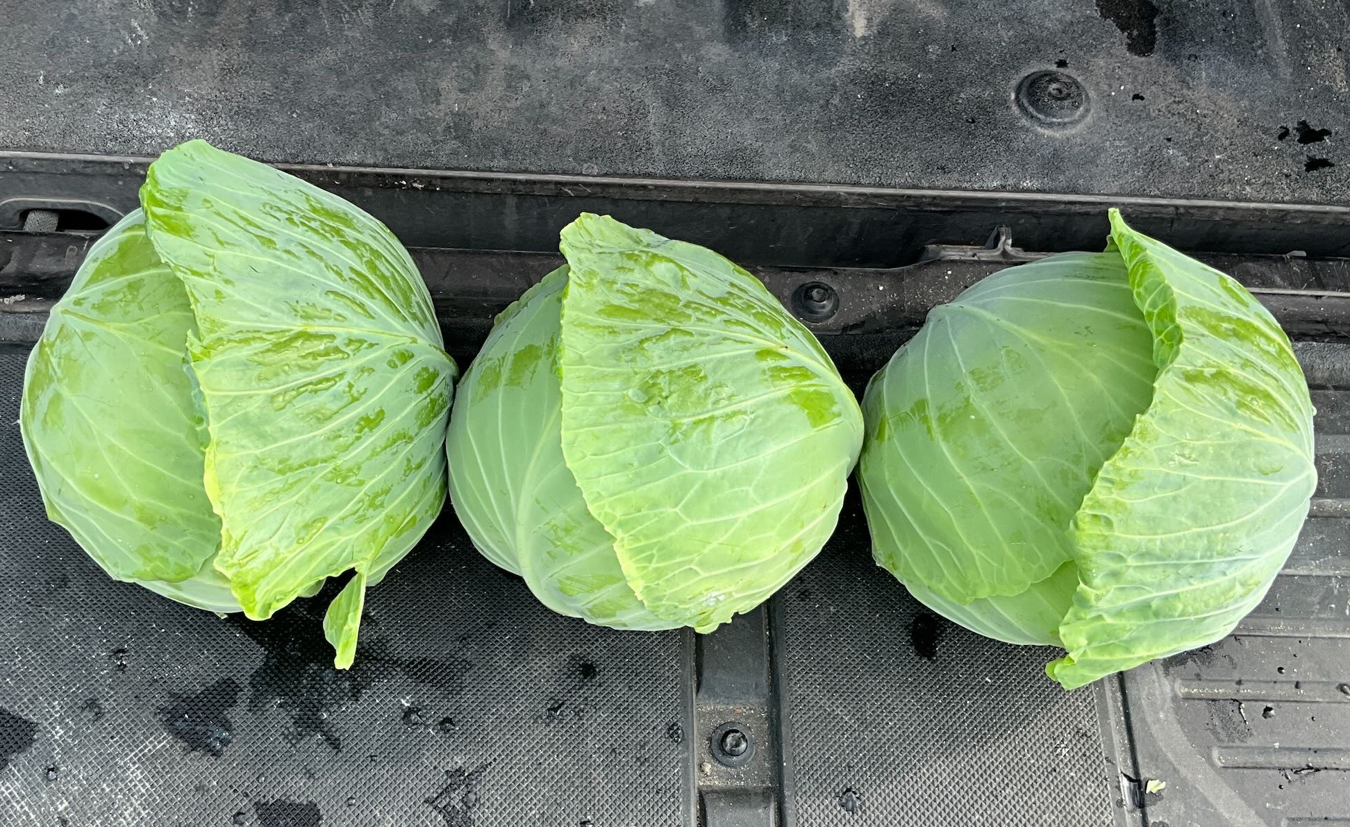 Applause Cabbage (Treated Seed)